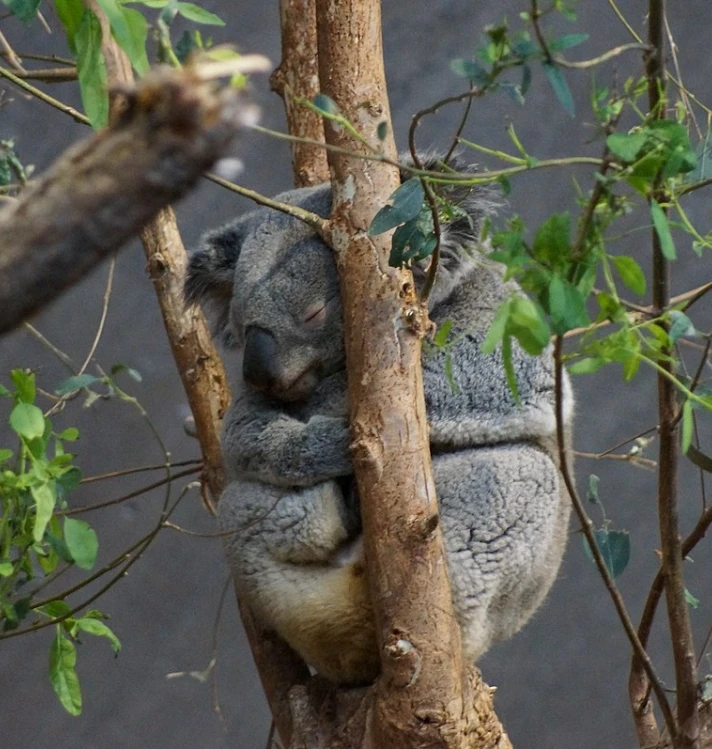 zoo rapperswil